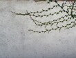 © Curiosity Photos - Climbing Green Vine on Stucco Wall: An organic dark green creeping vine spreading across a white textured stucco wall showcasing a beautiful minimalist nature backdrop.