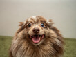 © redcat - Fluffy Pomeranian dog with expressive face and open mouth on green grass background. Pomeranian breed puppy showing playful joy. pet photography for home decor or social media.