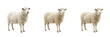 © Ibrar - White Woolly Sheep Standing Farm Livestock PNG
