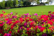 © 안구정화 - Pastoral Spring Landscape with Mixed Azaleas, Grassy Hill, and Trees