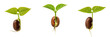 © Gadda - Set of Small Green Plant Sprout Growing from Seed Isolated on White Background, PNG