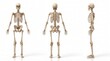 © AKIBUN - Human skeleton in three different views isolated on white background