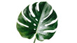 © Marcel - Large green monstera deliciosa leaf with natural holes, isolated on transparent background