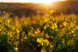 © 9parusnikov - Vineyard field landscape during a warm golden hour sunset