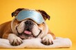 © AkuAku - Friendly bulldog relaxing with a sleep mask on an eye catching yellow background and copy space