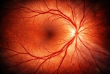 Studio captured macro image highlighting blood vessels in human retina