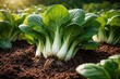 © Holo Frame - Green pakchoi fresh from rich garden soil grown especially for cooking applications