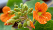 © Tahsin - Close-up of orange nasturtium flowers and buds with water drops, nasturtium