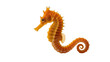 © Elena - Orange seahorse with curled tail, isolated on transparent background
