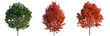 © DH Tree Stock - Acer rubrum tree, elevation, front view, cutout, transparent background, isolate, Red Maple Tree Isolated on White Background - Autumn Foliage and Vibrant Colors
