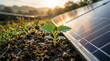 © Syed - Sustainable solar energy concept, green plant sprout growing next to solar panels at sunrise, renewable power and environmental conservation
