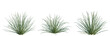 © DH Tree Stock - Allium mongolicum tree, elevation, front view, cutout, transparent background, isolate, Close-up of a lush green grass texture, detailed and high-resolution, nature background
