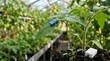 © Muhammad - Blue device on a plant in a greenhouse