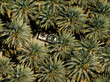 © Cavan Images - Top down view of white pickup truck parked among dense palm trees