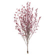 © Fouzia - collection of Newport flowering plum plant on transparent canvas