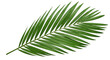 © Abul - A single, vibrant green palm leaf with long, slender leaflets isolated against a solid black background, showcasing natural botanical textures