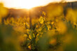 © 9parusnikov - Artistic soft focus view of vineyard leaves at sunset