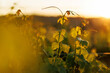 © 9parusnikov - Young grapevine branch reaching up toward a golden sunset