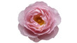 © Lukas - Delicate pink rose with yellow stamen, isolated on transparent background