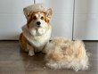 © Maryna - Corgi sitting calmly beside pile of fur, wearing small fur hat