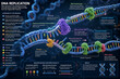 © Khan - DNA Replication Process Educational 3D Infographic