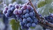 © StasySin - Frost clings to deep purple grapes on a vine. Leaves glisten with icy dew. Branches twist gently in the cold air. Nature's quiet stillness after frost. Perfect for seasonal imagery or harvest themes