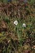 © leomalsam - Snowdrops bloom in the forest in spring