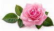© Reginald - pink rose flower with leaf and stem isolated on white white background