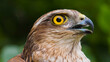 © Lazim - Majestic Cooper's Hawk Close-Up Profile with Intense Yellow Eye and Open Beak in Lush Green Forest - Powerful Wildlife and Nature Conservation Photography