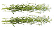 © MSTSAHERA - Two horizontal bunches of delicate green plants with tiny white flowers isolated on a clean white background green leaves baby s breath delicate isolated studio shot decoration herbaceous