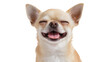 © David - Isolated happy chihuahua dog portrait, eyes closed and tongue out, joyful funny pet smiling widely
