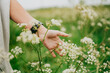 © Reuben - A person's hand gently touches wild white flowers in a sunny field