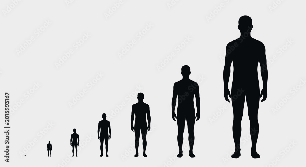 Silhouette scale comparison of human figures illustrating size ...