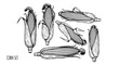 © Harun - Corn set with detailed illustrations of ears of corn in various orientations featuring black and white, hand-drawn, sketch with agricultural and