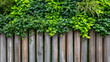 © Bonsales - Lush green plants covering a natural weathered wooden fence, creating a vibrant vertical garden background texture