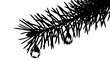 © Andika - Conifer branch with dripping water droplets silhouette