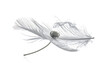 © gedang - Isolated dandelion seed with delicate wisps, a small dark sphere at its center, against a clean white background, symbolizing fragility and new beginnings
