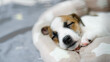 © Sk Elena - A heartwarming close-up of an adorable puppy sleeping peacefully in a cozy bed. The soft fur, gentle breathing, and relaxed expression create a serene and calming atmosphere.