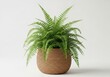 © twilight mist - Lush Green Fern Houseplant in a Woven Wicker Basket Pot Isolated on Wh