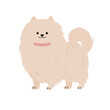 © Universe Mary - Flat vector illustration of a cute pomeranian dog with fluffy fur and curled tail, adorable cartoon pet character isolated on a white background