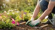 © SimpleDesignStudio - Caucasian man planting tomato seedling in home garden soil during spring season with gardening tools and colorful flowers nearby