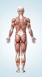 © Suwek - Human body muscle anatomy full back view.