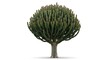 © abu usamah std - Isolated Euphorbia Ingens Tree on White Background.