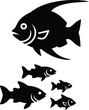 © ali - Black Fish Swimming School Isolated on White Background