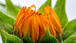 © Adobe worker  - Close Up of Orange Flower Petals Beginning to Unfurl from Green Leaves. flower, bud