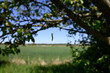 © glashaut - Caterpillar crawling up a silk thread. Ultra wide shot of acrawler climbing up a tree with assistenace of a silk thread. Outline objekt in silhouette.