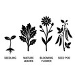 © Goku - Black and white plant growth stages.