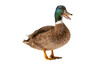 © Aliona - Brown mallard duck with green head open beak, isolated on transparent background