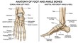 © Ali Jahan Siju - Anterior and posterior views of the full human male muscular system