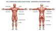 © Ali Jahan Siju - Anterior and posterior views of the full human male muscular system